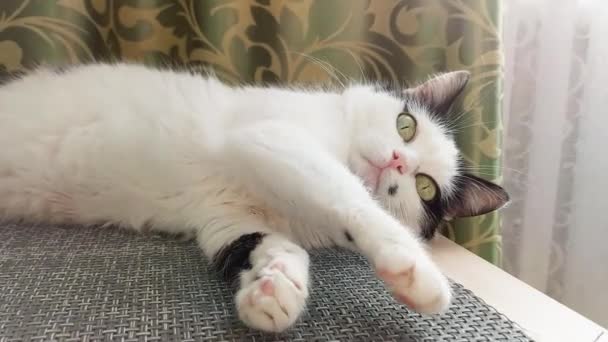 Piękny biały kot z czarnymi plamami jest odtwarzany i drapie rękę człowieka, zbliżenie — Wideo stockowe