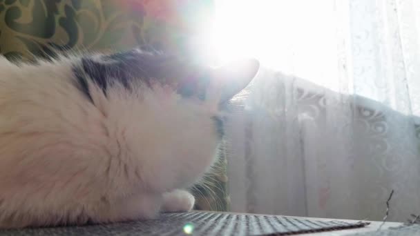 Een mooie witte kat met zwarte vlekken ligt thuis op de tafel en dommelt, achtergrond — Stockvideo