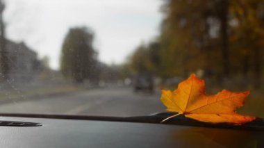 Fall. Maple leaf lies and swaying in wind on windshield or windscreen of car while driving. Autumn. End of summer. September, october. Close-up shot