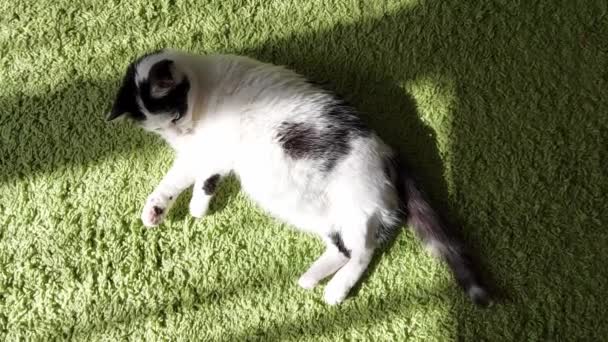 Un beau chat blanc bien entretenu avec des taches noires se trouve à la maison sur un tapis vert et agite sa queue, fond — Video