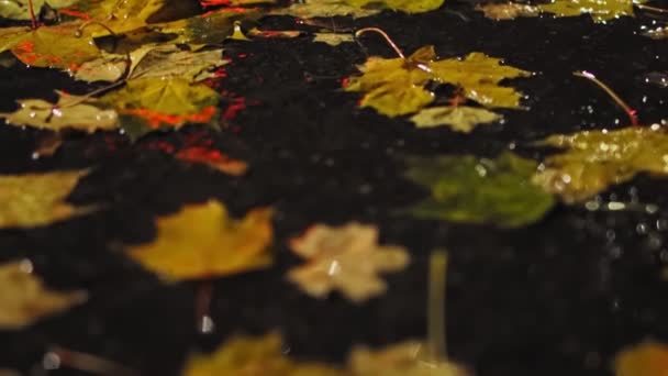 Sturz. Ahornblätter liegen bei Regen in der Herbstnacht in einer Pfütze auf der Straße. Nasse Straße. Schlechte und gefährliche Wetterbedingungen. Schuss aus spitzem Winkel — Stockvideo