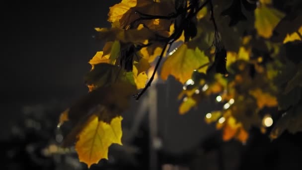 Πτώση. Τα φύλλα σφενδάμου κυριαρχούν στον άνεμο κατά τη διάρκεια της βροχής το φθινόπωρο. Το φως από το φανάρι περνάει μέσα από τα φύλλα. Κακές καιρικές συνθήκες — Αρχείο Βίντεο
