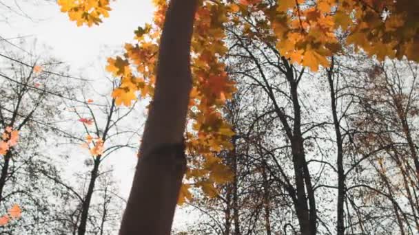 秋だ。秋の公園で風が黄金のオレンジのカエデの葉を吹く。太陽の光線は木を通して輝きます。夏のコンセプトの終わり。美しい自然。9月10月。閉鎖スライダートラックショット。低角度 — ストック動画