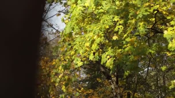 Vallen. Wind blaast gele groene bladeren van de herfstboom. Handgeschud schot. Einde van de zomer concept. Prachtige natuur — Stockvideo