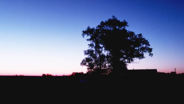 A lonely tree standing in the village against the background of village houses. Blue sky, morning dawn. Copy space for text — стоковое видео