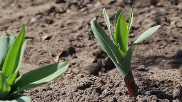Der Stiel einer keimenden Heilpflanze, Knoblauch im Garten, Steinambol. Bio — Stockvideo