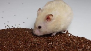 Beyaz, güzel hamster yanaklarından toplar ve tohumları yer. Macro, ağır çekimde kopyala