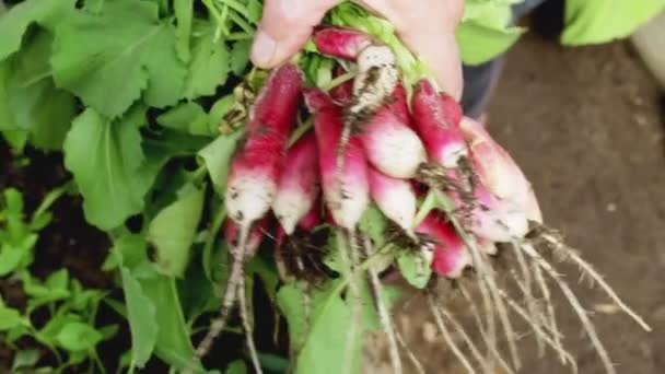 Een vrouw trekt een rode radijs uit de tuin. Het concept van het kweken van natuurlijke groenten in uw eigen tuin, close-up — Stockvideo