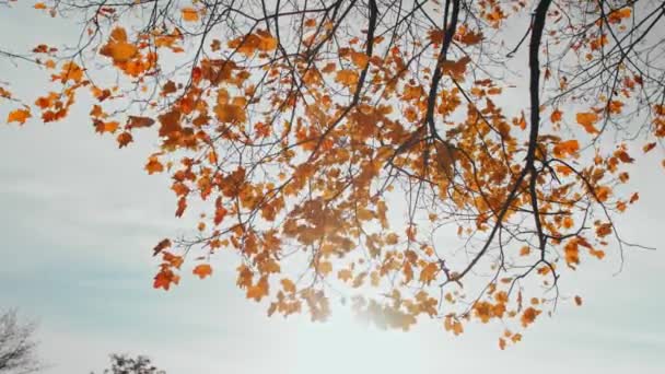 Autumn. Wind blows golden orange maple leaves on tree in fall park. Suns rays shine through branches. Cloudy sky. End of summer concept. Beautiful nature. September, october. Low angle shot — стоковое видео