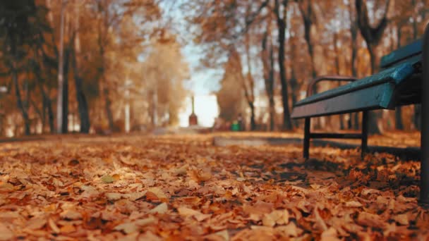 Wind blaast droog oranje bladeren weg in de buurt van bank in de herfst park. Gouden blad in de late herfst. Einde van de zomer concept. Prachtige natuur. Lage hoek schot van onderen. — Stockvideo