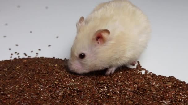 Branco belo hamster recolhe pelas bochechas e come sementes, fundo. Macro, copiar câmera lenta — Vídeo de Stock