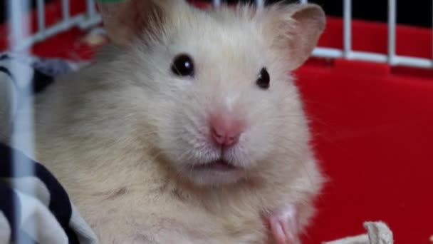 Beyaz evcil hamster bir kafeste oturur ve kameraya bakar, portre. Makro, metin için boşluk kopyala — Stok video