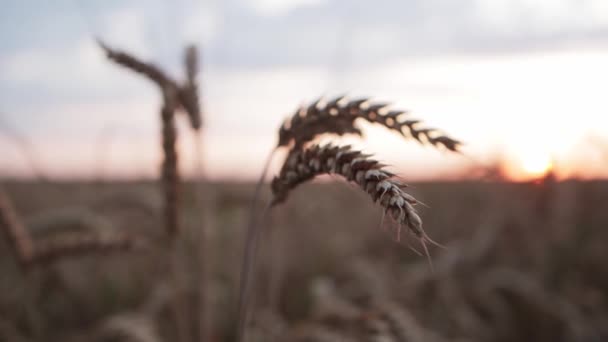 Orelhas de trigo no campo contra o fundo de um pôr-do-sol laranja ensolarado. Bela natureza, agricultura — Vídeo de Stock