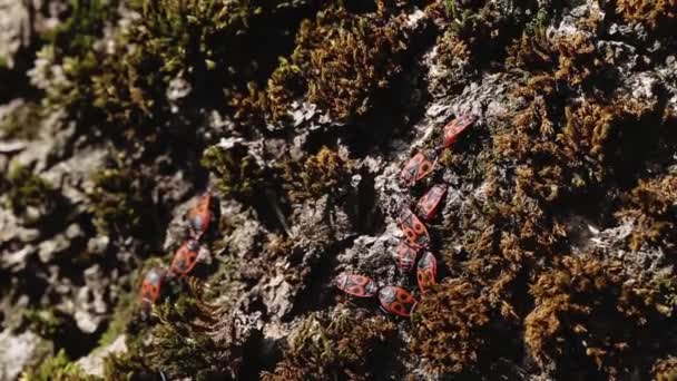Många röda skalbaggar med svarta fläckar, soldatinsekt i naturen, makro. Utomhus — Stockvideo