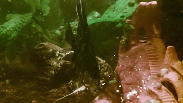 Fütterung schwarzer Skalarfische im Aquarium, Hintergrund. Nahaufnahme — Stockvideo