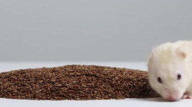 Beyaz güzel hamster keten tohumu yer, makro. Metin için alanı kopyala