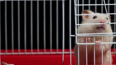 Beyaz Saray hamsterı kafese tırmanıyor ve orada uyuyor, makro.