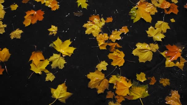 Caduta. Le foglie d'acero giacciono in pozzanghera su strada durante pioggia durante notte di autunno. Strada bagnata. Condizioni meteorologiche avverse e pericolose. Colpo basso angolo — Video Stock