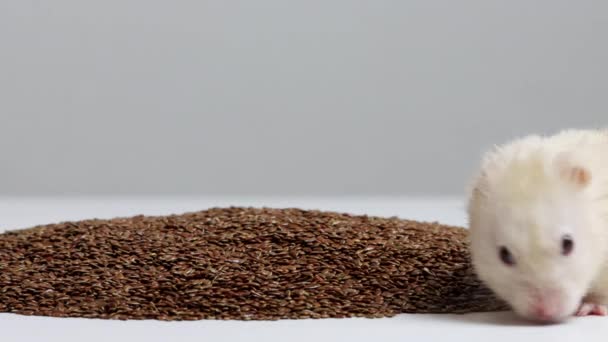O belo hamster branco come sementes de linho, macro. Espaço de cópia para texto — Vídeo de Stock