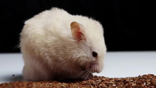 White beautiful hamster eats flax seeds, macro. Copy space for text — Stock Video