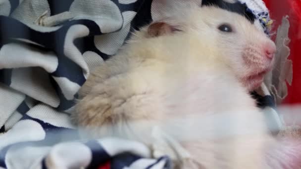 Hamster Gedung Putih memanjat kandang dan tidur di dalamnya, macro — Stok Video