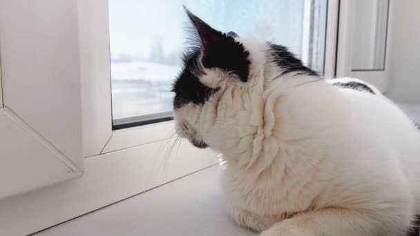 Piękny biały kot z czarnymi plamami leży na parapecie i wygrzewa się w słońcu. Kolorowe. — Wideo stockowe