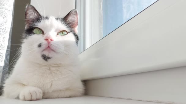 Krásná bílá kočka s černými skvrnami leží na okenní římse a vyhřívá se na slunci. Barevné — Stock video