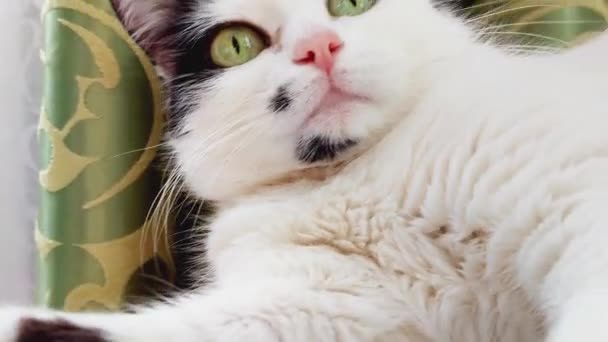 Piękny biały kot z czarnymi plamami jest odtwarzany i drapie rękę człowieka, zbliżenie — Wideo stockowe