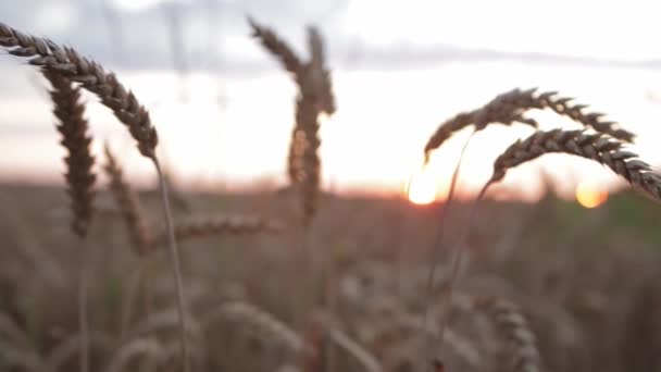 Portes de blé sur le fond du coucher du soleil dans la soirée, gros plan. Agriculture et agriculture concept, paysage — Video