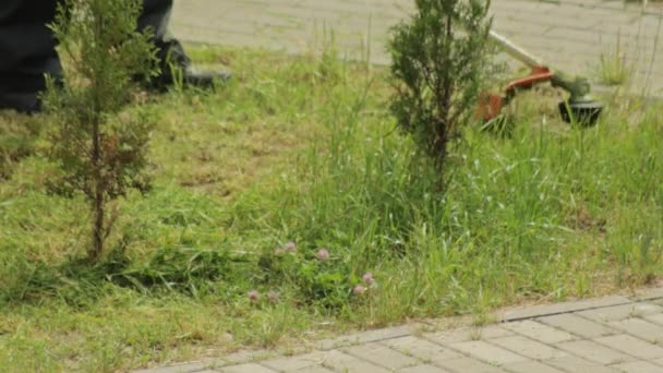 Mowing grass in the area with a gasoline lawn mower, close-up — Stock Video