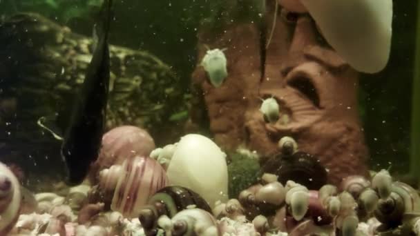 Viele Aquarienfische und Schnecken schwimmen und ernähren sich im heimischen Aquarium, Hintergrund. — Stockvideo