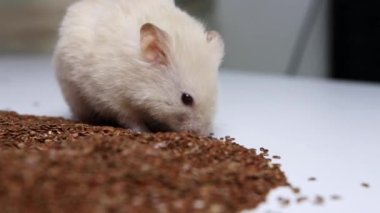 Beyaz güzel hamster keten tohumu yer, makro. Metin için alanı kopyala
