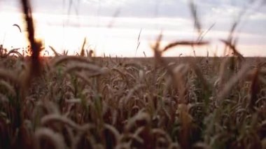 Yazın güneşli bir günbatımının arka planında buğday kulakları olan güzel, geniş bir tarla. Ekmek yapmak için tahıl yetiştiriyorum. Metin için alanı kopyala