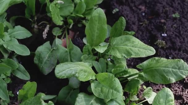 L'acetosa verde cresce nel letto del giardino, primo piano — Video Stock