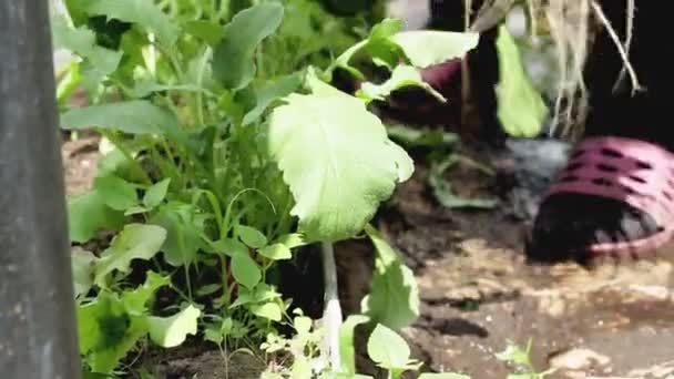 한 여자 가 정원에서 붉은 무를꺼냅니다. 자신의 정원에서 천연 채소를 키우는 개념을 클로즈업해서 — 비디오