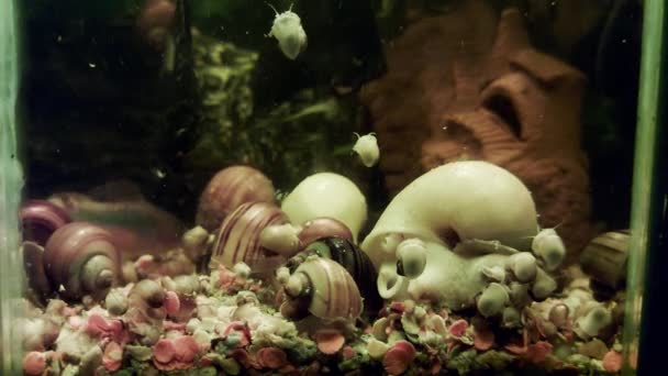 Многие аквариумные рыбы и улитки плавают и кормятся в домашнем аквариуме, на заднем плане. — стоковое видео