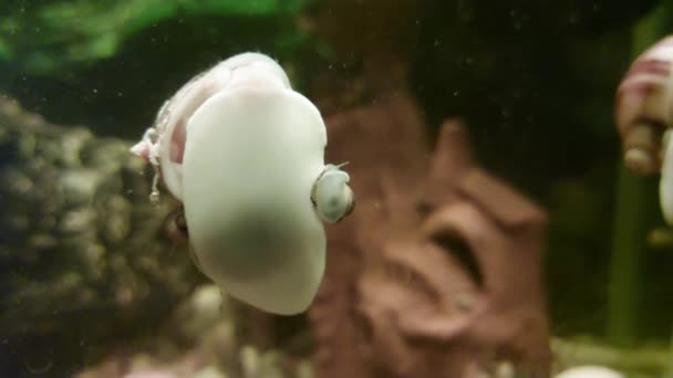 Escargots d'aquarium nagent dans l'aquarium à la maison avec des algues, fond. Gros plan — Video