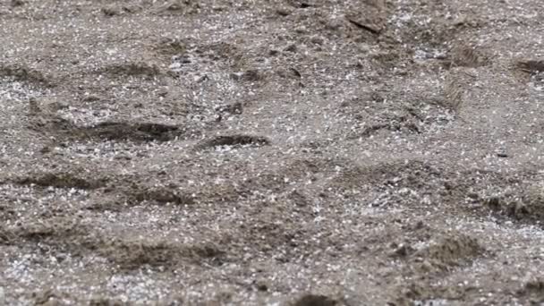 Granos de lluvia con granizo caen al suelo en primavera, fondo. Concepto de daños a la planta, condiciones climáticas — Vídeo de stock