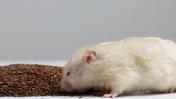 Hamster putih yang indah makan biji flax, makro. Salin ruang untuk teks — Stok Video