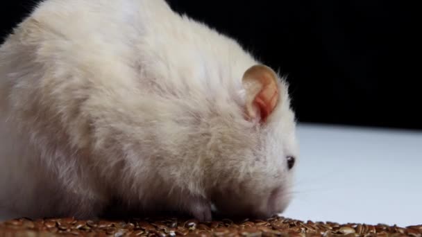O belo hamster branco come sementes de linho, macro. Espaço de cópia para texto — Vídeo de Stock