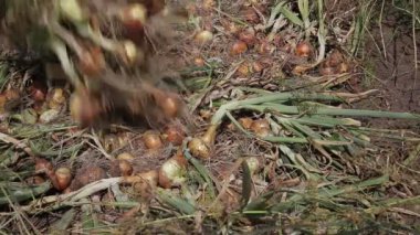 Ülkede yetiştirilen bahçeden soğan topluyorum. Sonbaharda hasat, sebze. Arkaplan