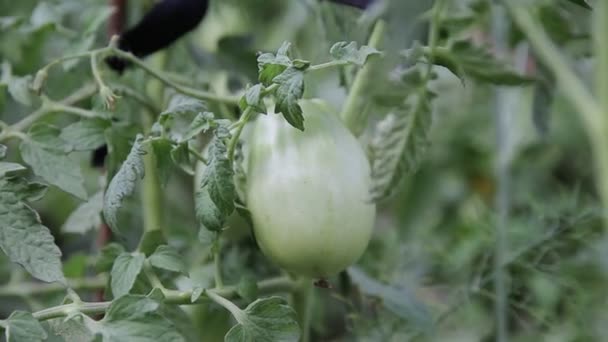 Groene onrijpe tomaten groeien in de tuin. Plantaardige plant, close-up — Stockvideo