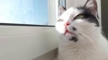 Siyah benekli güzel beyaz bir kedi pencere eşiğinde uzanıyor ve güneşin tadını çıkarıyor. Renkli