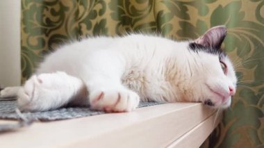 Masada siyah benekli güzel beyaz bir kedi yatıyor ve arka planda uyukluyor.