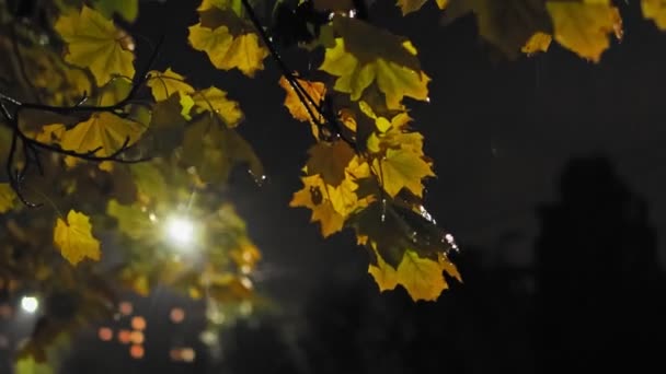 Sturz. Ahornblätter wiegen sich während des Regens in der Nacht im Herbst im Wind. Das Licht der Laterne bahnt sich seinen Weg durch die Blätter. Schlechtes Wetter — Stockvideo