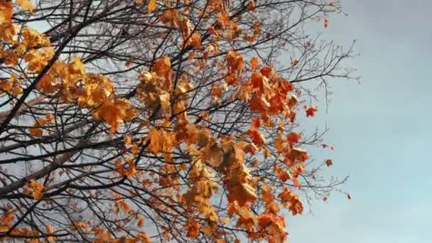 Hösten. Vinden blåser gyllene apelsinlönnlöv på träd i höstparken. Solstrålarna skiner genom grenarna. Molnig himmel. Slut på sommarkonceptet. Vacker natur. September, oktober. Låg vinkel reglaget skott — Stockvideo