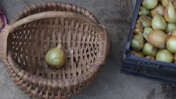 Egy nő hagymát önt egy dobozból egy kosárba a dácsában. Mezőgazdaság és mezőgazdaság, közelkép — Stock videók