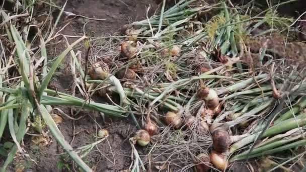 Uien oogsten uit de tuin die in het land wordt geteeld. Oogsten in de herfst, groente. Achtergrond — Stockvideo