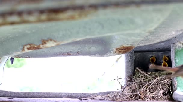 El pájaro wagtail llega y alimenta a sus polluelos al nido. Reproducción de descendencia, vida silvestre, espacio de copia para texto — Vídeo de stock