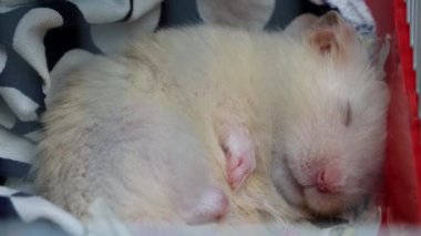 Beyaz Saray hamsterı kafese tırmanıyor ve orada uyuyor, makro.